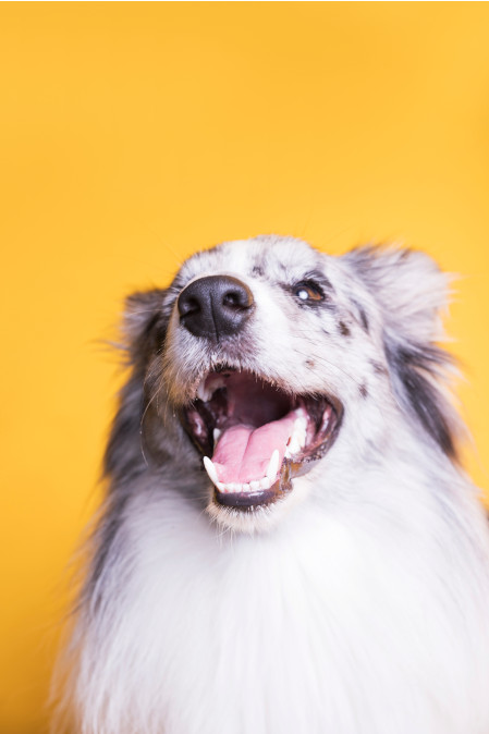 bordercollie face soddisfatto divertito happy dog lover