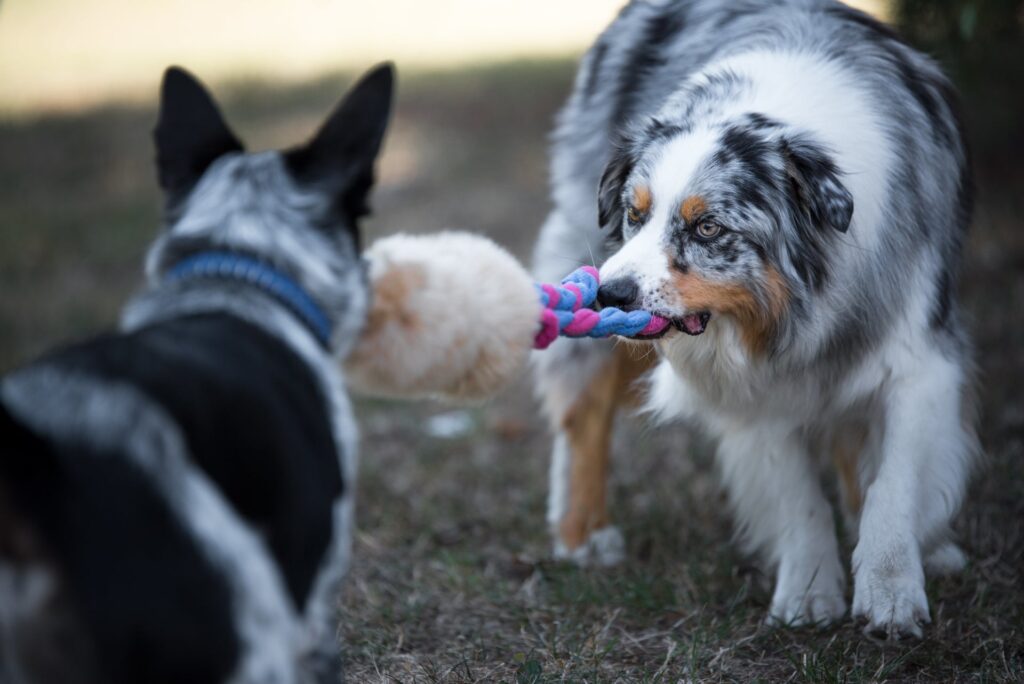 giochi per cani contesa treccia hniti pelo naturale pecora contesa sviluppo del morso del cane